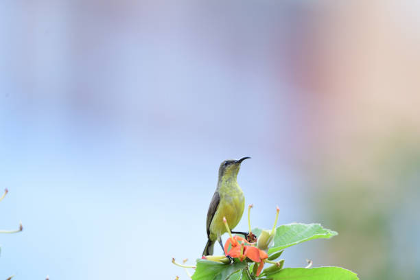 A female olive - backed sunbird is perching on top of East Indian screw tree.
