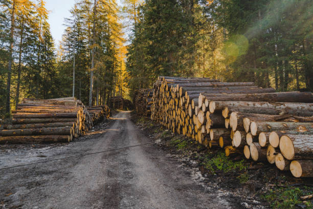 A view of a muddy road in the forest with logs on the side of the road, November day