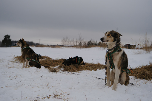 Three northern sleddng mestizos in harnesses sit in winter in the snow on a chain next to hay and wait for the start of running or competitions. Alaskan husky dog kennel.