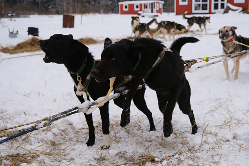 Alaskan huskies strong and hardy sled dogs. One dog barks other jumps. Two black mixed breed dogs sporting mestizos stand next to each other winter harnessed team and wait for start of competition.
