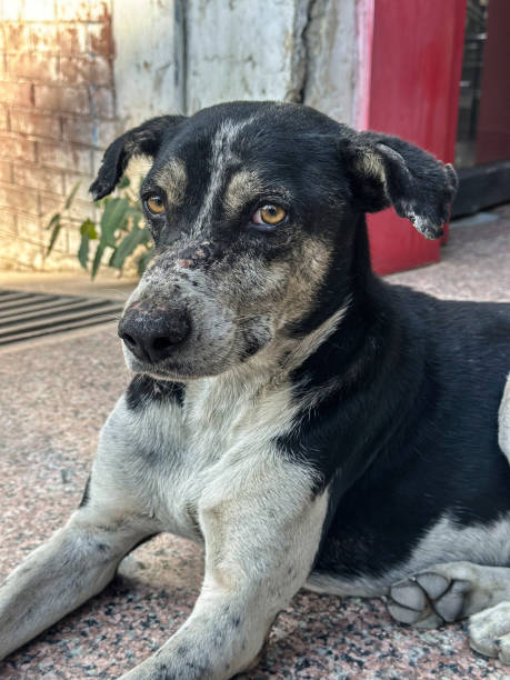 istock cute street dog indian watching camera 1452716313