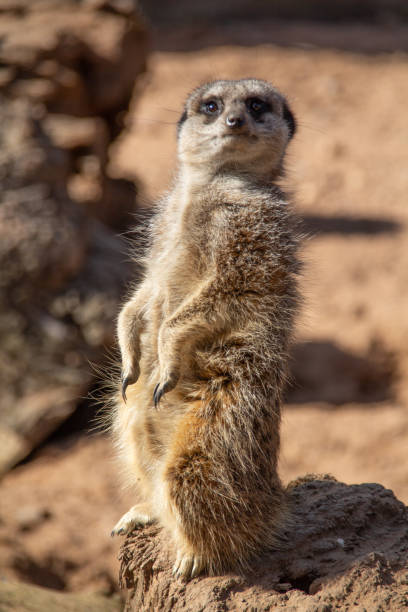 istock Meerkat standing on hind legs in sunshine 1452716338