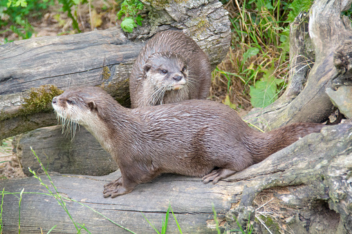 Two otters on logs