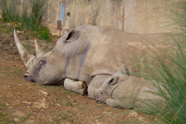 istock Southern white rhino 1452716776