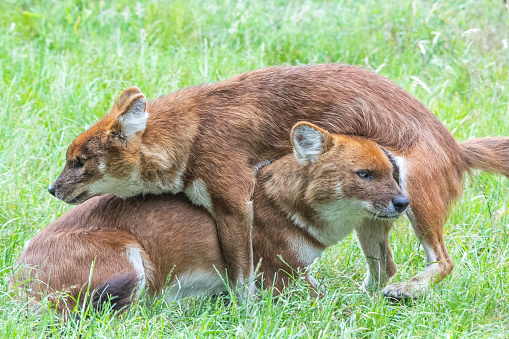 Dhole playing in field