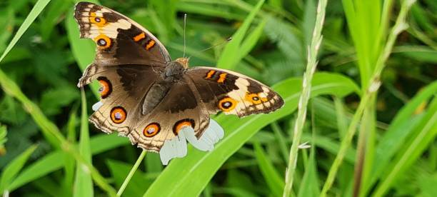 istock Brown butterfly in wild nature 1452716980
