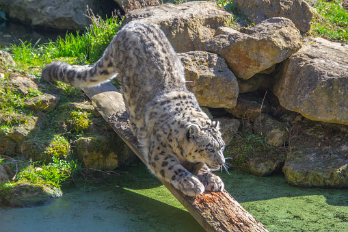 Snow Leopard on log over pond