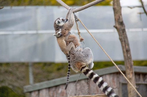 Ring-tailed lemur sitting on a log.