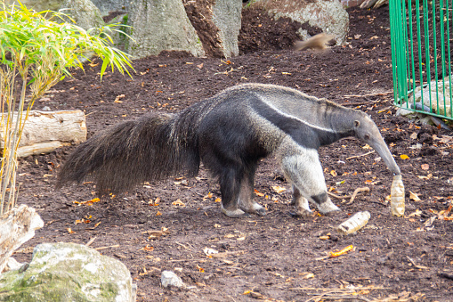 Ant eater in an enclosure
