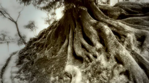 Photo of Big roots of a Japanese tree