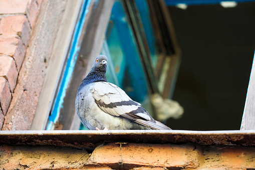 istock Pigeon sits on the windowsill of an open window, view from below 1452718472