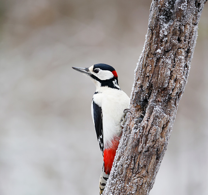 Red-headed Woodpecker perched on a snag