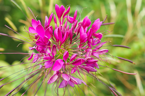 Pink flower of Cleome spinosa in green garden