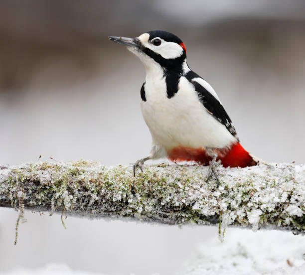 istock Great Spotted Woodpecker (Dendrocopos major) in Winter 1452719014