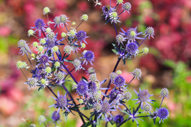 flores azules de acebo de mar o eryngium planum. hobbit azul o feverweed sobre colorido fondo de jardín - long coriander fotografías e imágenes de stock