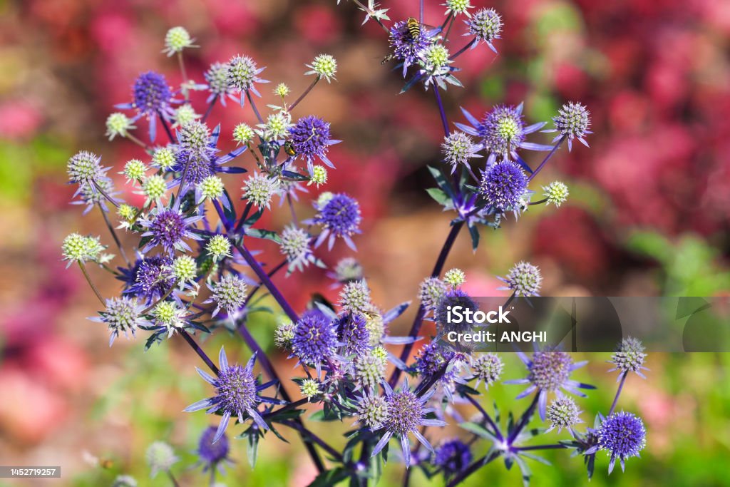 Sea holly blue flowers or Eryngium planum. Blue hobbit or Feverweed on colorful garden background Blue Stock Photo