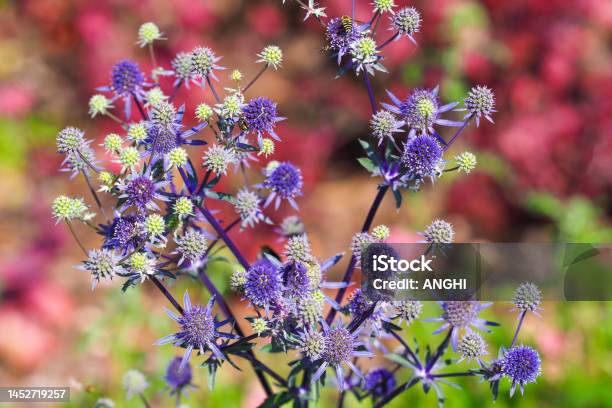 Sea Holly Blue Flowers Or Eryngium Planum Blue Hobbit Or Feverweed On Colorful Garden Background Stock Photo - Download Image Now