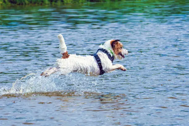 Photo of Small Jack Russell terrier playing in shallow river on sunny summer day. Jack Russell Terrier jumping over water