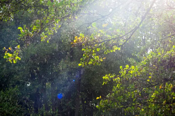 Photo of Sunshower or sun shower, meteorological phenomenon: rain falls while the sun is shining. Blind rain, rain and sun at the same time. Sunshower against the background of green branches trees