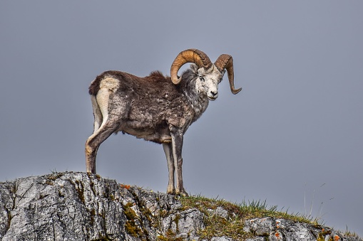 A scenic shot of a mountain sheep standing on top of a rocky mountain with the grey sky in the back