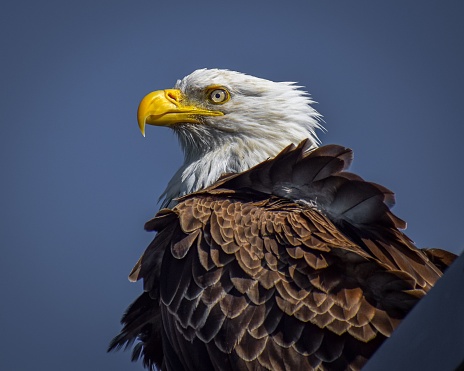 A closeup shot of a bald eagle in detail with the blue sky in the background