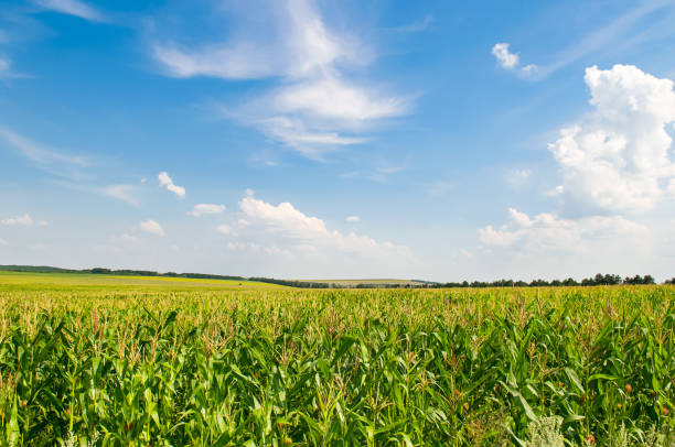 Green corn field and beautiful clouds in the sky. Green cornfield and sky with beautiful clouds. country road road corn crop farm stock pictures, royalty-free photos & images