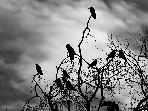 Dramatic Halloween sky with full moon and ravens silhouette on tree branch