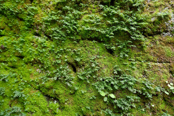 istock Another moss texture of the wall 1452721212