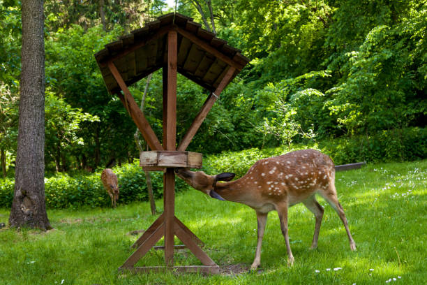 istock Young spotted deer in the forest on a clearing 1452721244