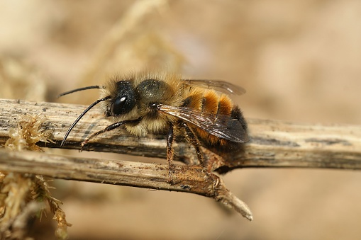 Detailed closeup on a red mason bee, Osmia rufa, sitting on a twig