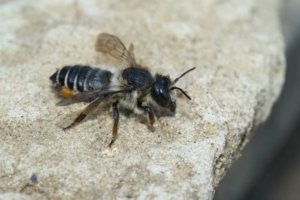 istock Closeup on a female Willowherb leafcutter bee, Megachile lapponi 1452721913