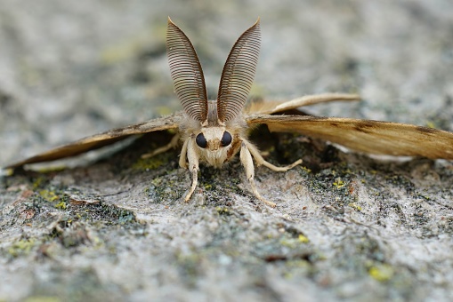Detailed closeup on a male Gypsy moth , Lymantria dispar with it's remarkable bat-alike antenna