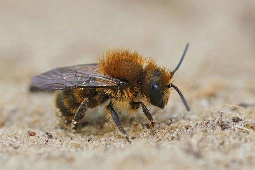 Closeup on a male closeup on the blue mason bee, Osmia caerulescens sitting on a stone