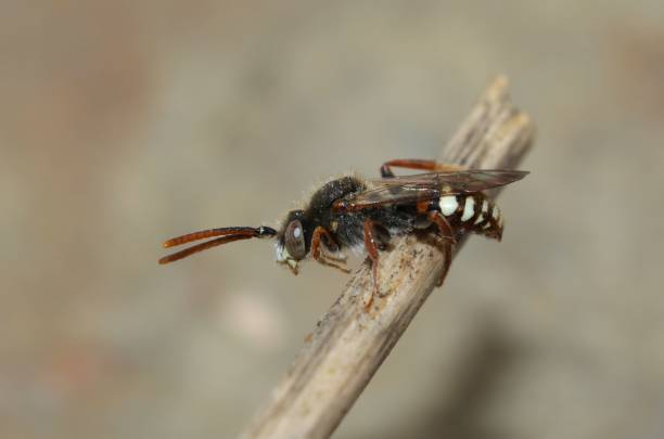 istock Closeup on a male bear-clawed nomad bee, Nomada alboguttata sitting on a twig 1452722284