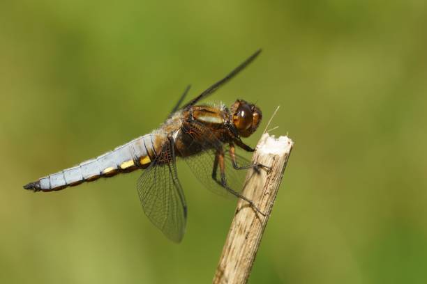 nahaufnahme eines blauen männchens breitkörper-darter, libellula depressa sitzt auf einem zweig - bodied stock-fotos und bilder