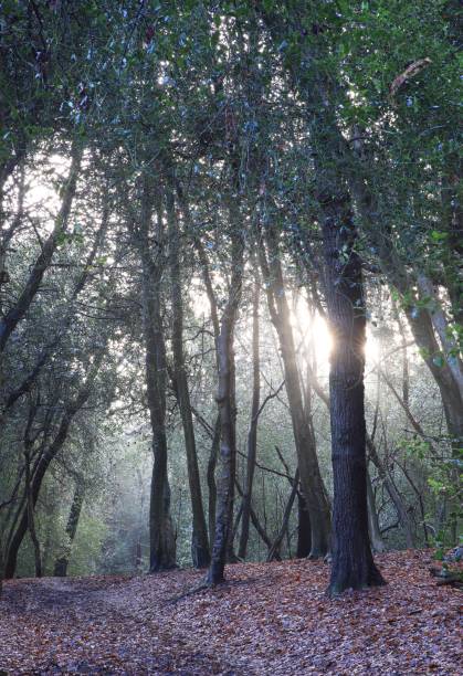 Vertical shot of trees growing in Sutton park in Birmingham. United Kingdom A vertical shot of trees growing in Sutton park in Birmingham. United Kingdom sutton park stock pictures, royalty-free photos & images