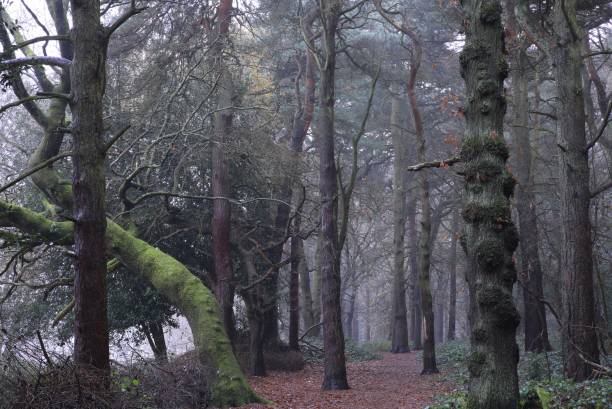 Beautiful shot of trees growing in Sutton park in Birmingham. United Kingdom A beautiful shot of trees growing in Sutton park in Birmingham. United Kingdom sutton park stock pictures, royalty-free photos & images