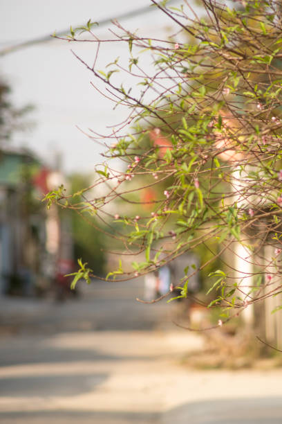 istock Peach blossom blooms on Vietnamese Lunar New Year 1452724294