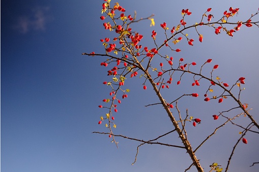 A close-up shot of rosehips growing on tree branches with a blue sky background
