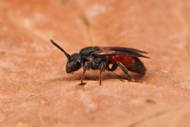 istock Closeup on a brilliant red cleptoparasite dark winged blood bee, Shecodes gibbus 1452725520