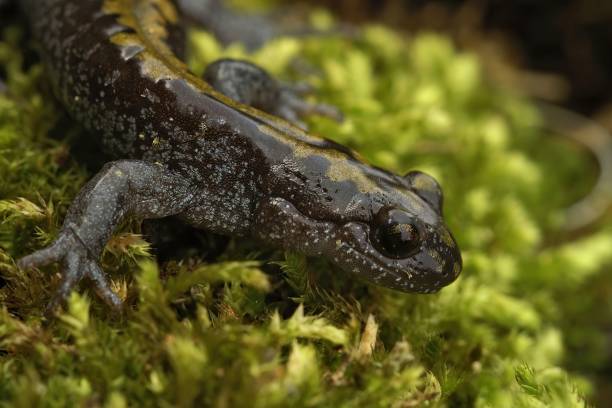 Closeup on a Pacific Westcoast Longtoed salamander, Ambystoma ma