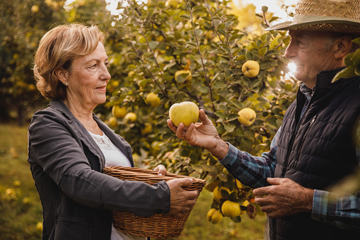 Candid shot of happy senior couple looking and smiling at each other while harvesting quinces in their abundant orchard.