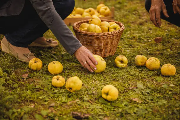 Low section of unrecognizable senior couple collecting fallen quinces in a wooden basket and a crate at their abundant orchard.