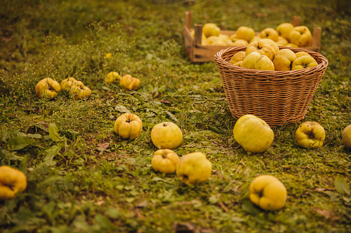 Copy space shot of abundance of quinces in a wooden basket and a crate on the orchard ground.
