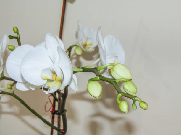 istock White orchid flowers in the pot 1452729440