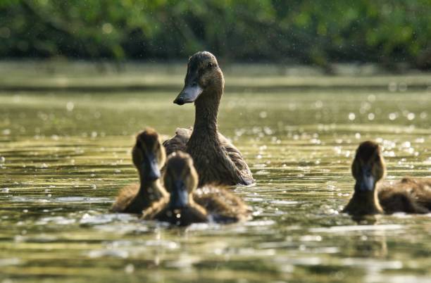 istock Mother duck and ducklings 1452729694
