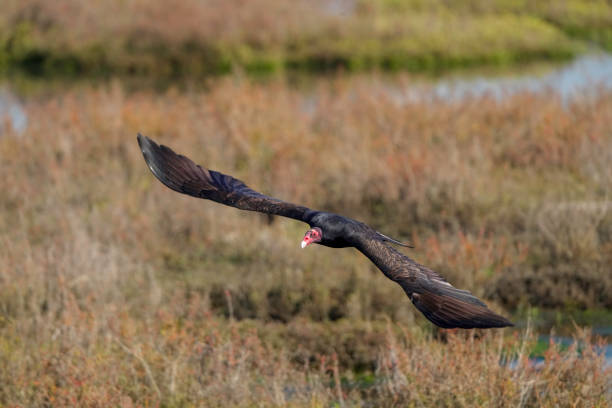 Turkey Vulture in Flight Close Up Part 3 stock photo