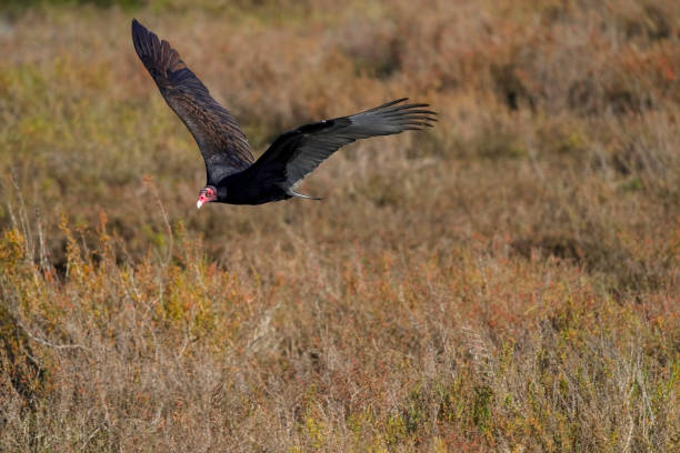 Turkey Vulture in Flight Close Up Part 2 stock photo