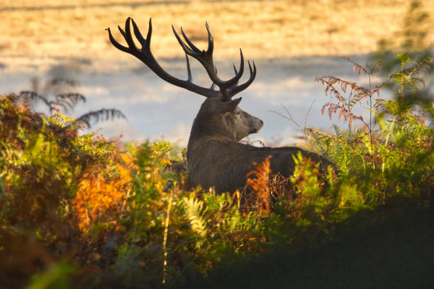 istock lone red deer stag in bracken 1452730715