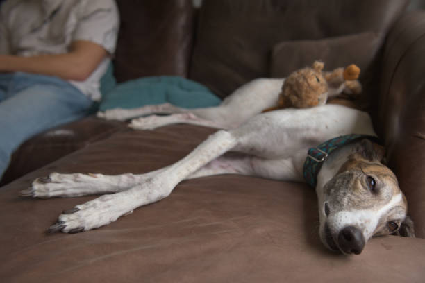 Greyhound dog squints eyes napping on leather sofa. Owner background Greyhound dog squints eyes napping on soft leather sofa. Young male owner sits in the background, also relaxing on the couch. Warm domestic interior. brindle greyhound stock pictures, royalty-free photos & images